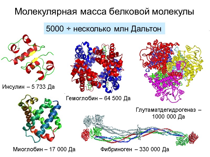 Молекулярная масса белковой молекулы 5000 ÷ несколько млн Дальтон Инсулин – 5 733 Да
